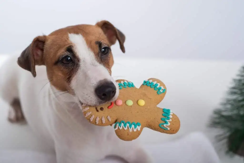 dürfen hunde lebkuchen essen