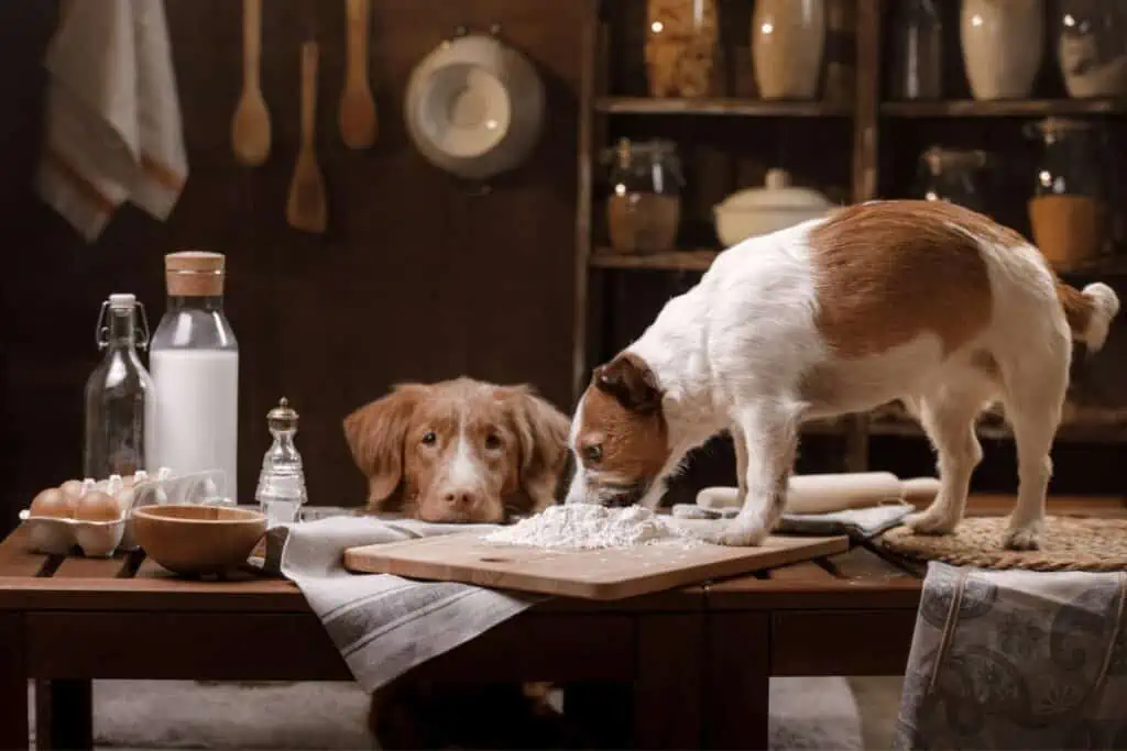 dürfen hunde mehl essen