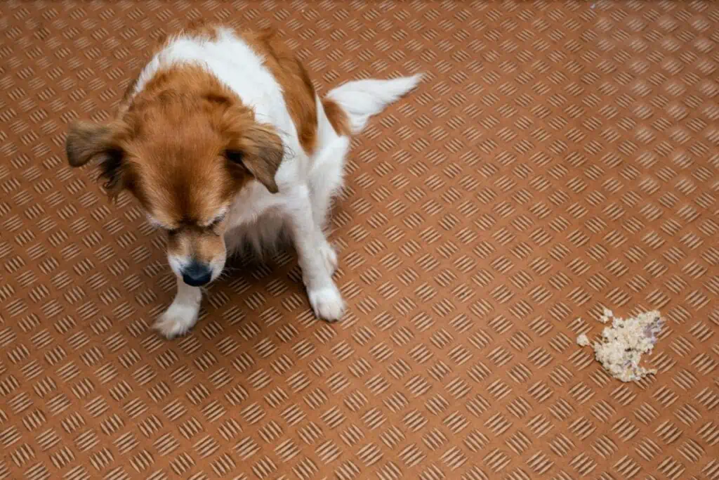 Welche Symptome können auftreten, wenn Hunde zu viel Mehl fressen?