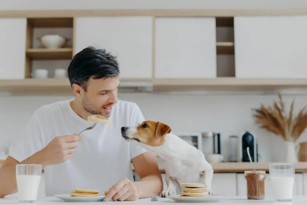 Wie viel Pfannkuchen dürfen Hunde essen?