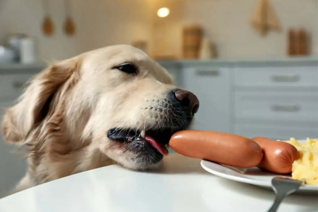 Wie viele Wiener darf ein Hund essen?