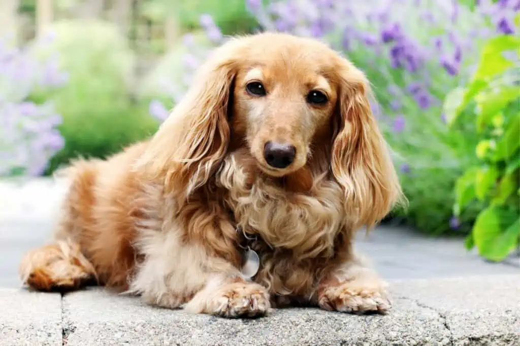 english cream dachshund