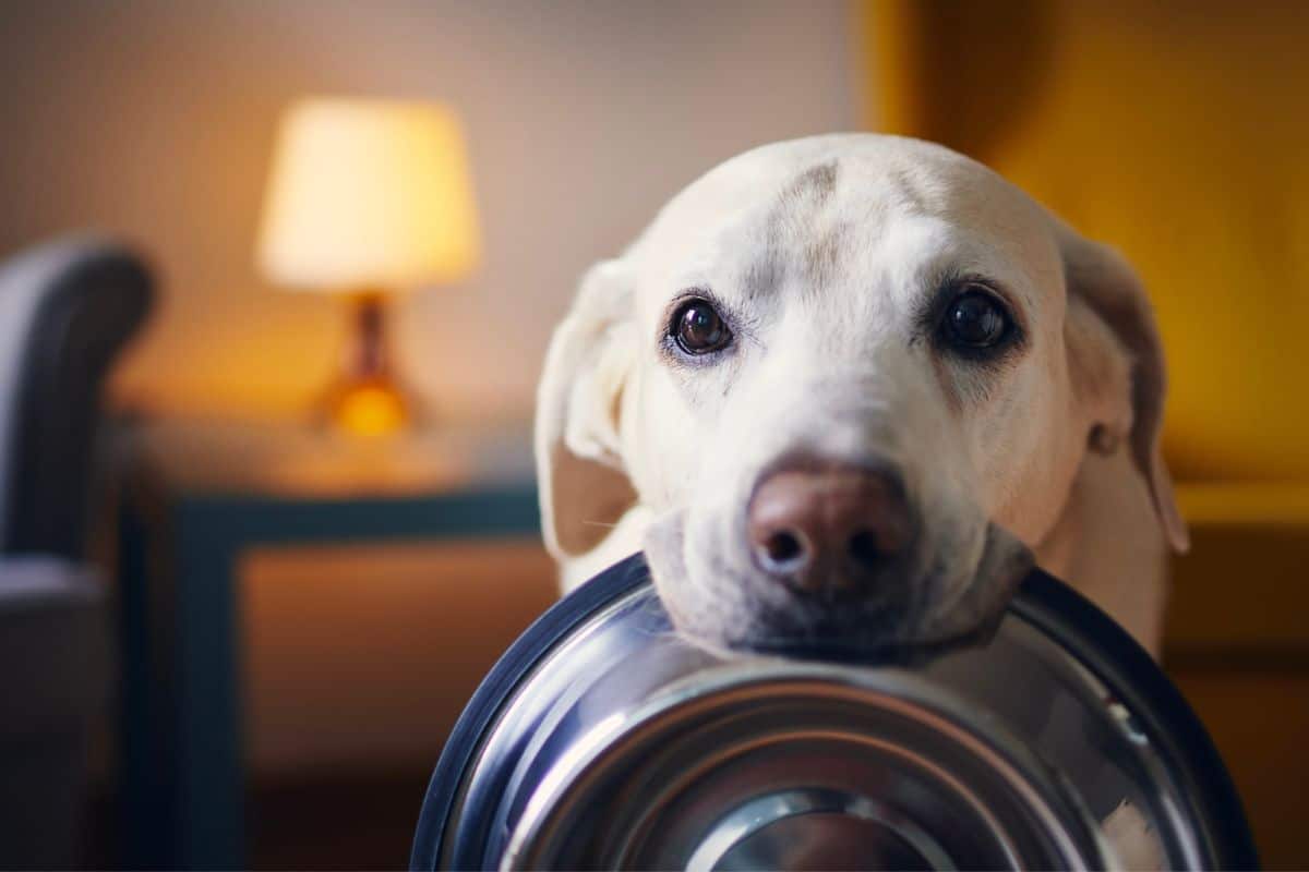 Hund frisst nur noch abends 3 Gründe & Tipps
