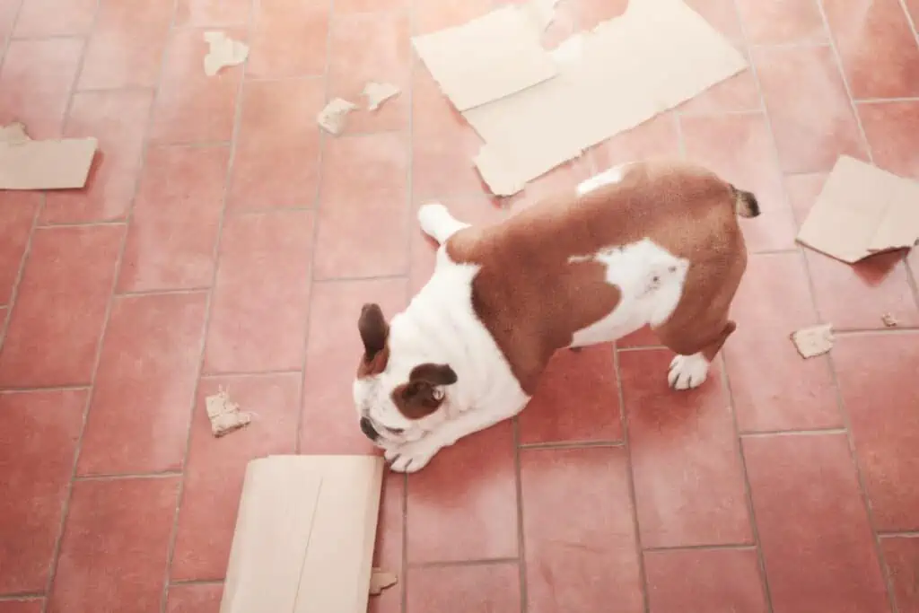 Warum frisst ein Hund Pappe?