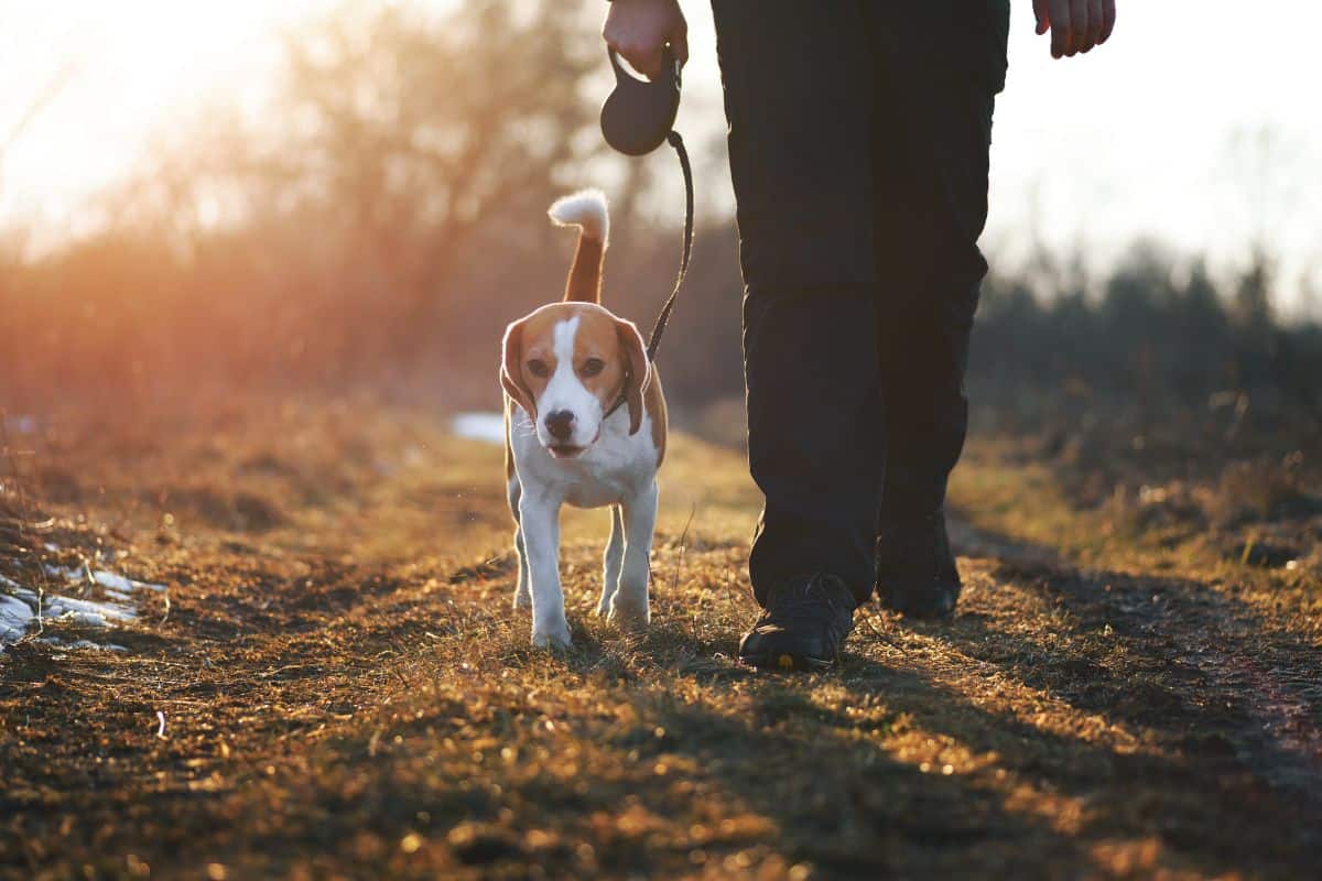 Gassi gehen mit dem Hund Die richtigen Uhrzeiten erklärt