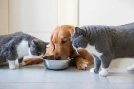 hund hat katzenfutter gefressen