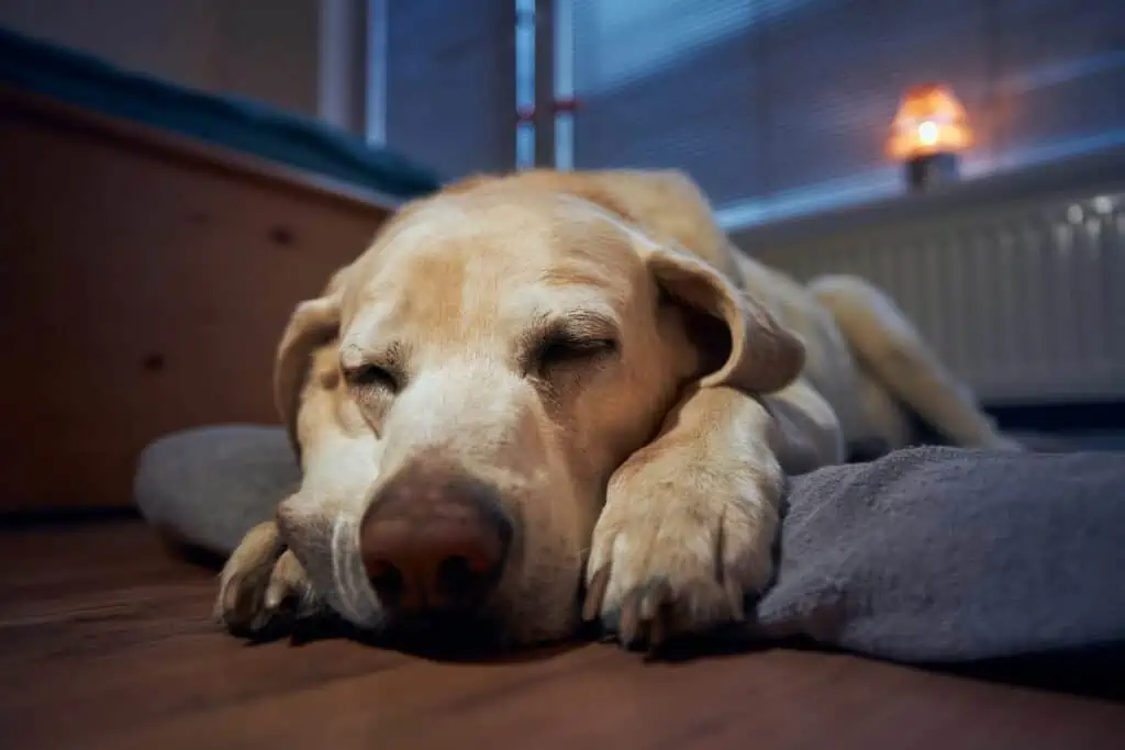 Sollte ich zum Tierarzt gehen, wenn mein Hund abends hechelt?