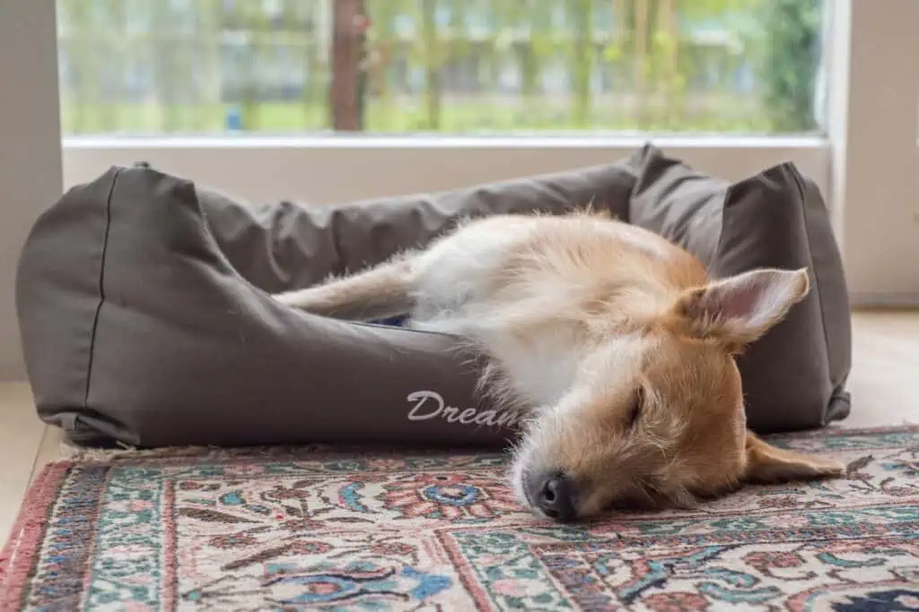 Warum knurren Hunde im Schlaf?