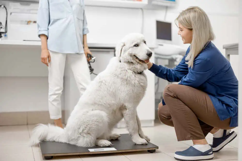 Wann sollte ich mit meinem Hund zum Tierarzt?