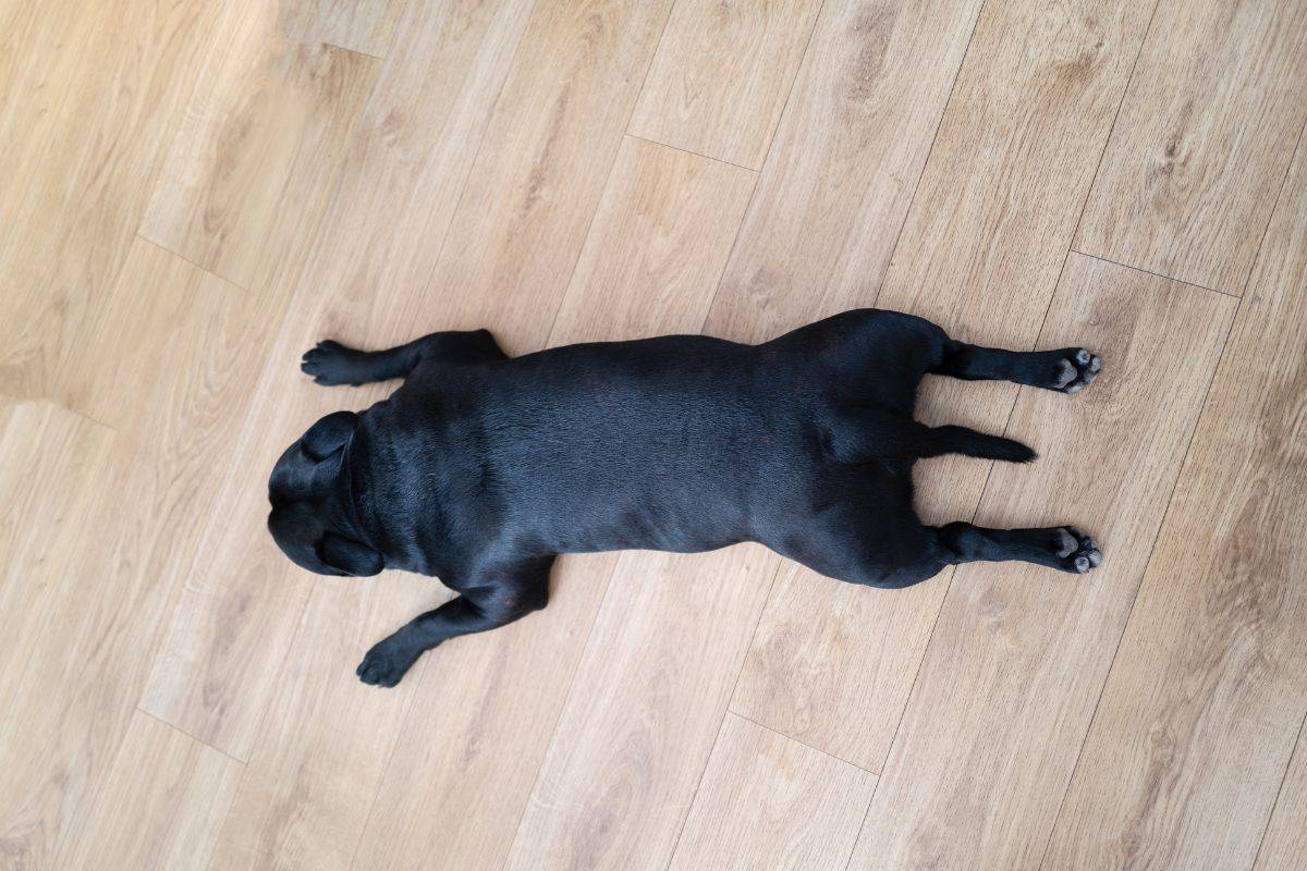 Hund liegt mit ausgestreckten Hinterläufen Versteckter Schmerz?