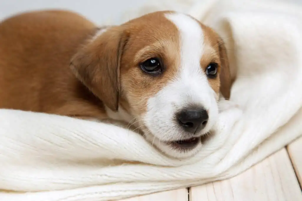 Hund nuckelt an seiner Decke: Ursachen