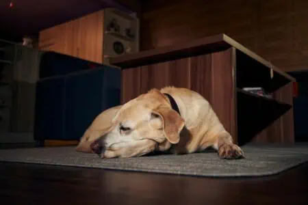 hund schläft alleine im wohnzimmer