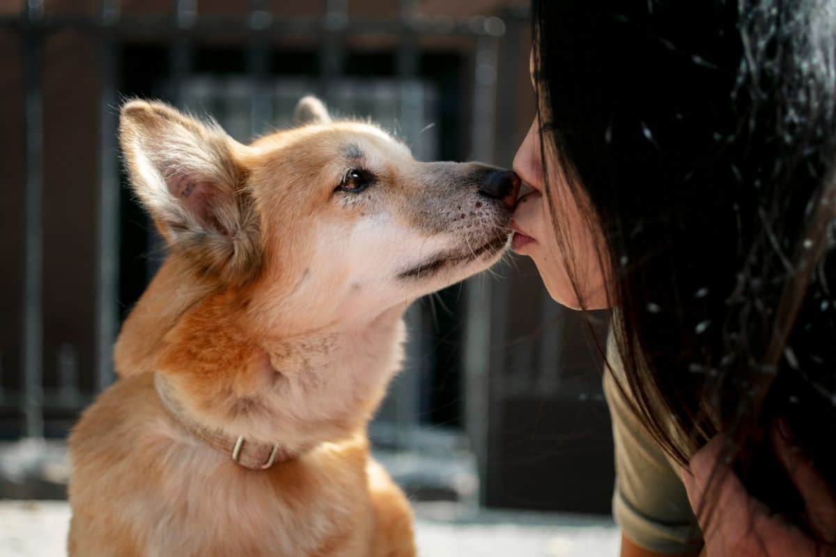 Hund stupst mich an Die niedliche Bedeutung