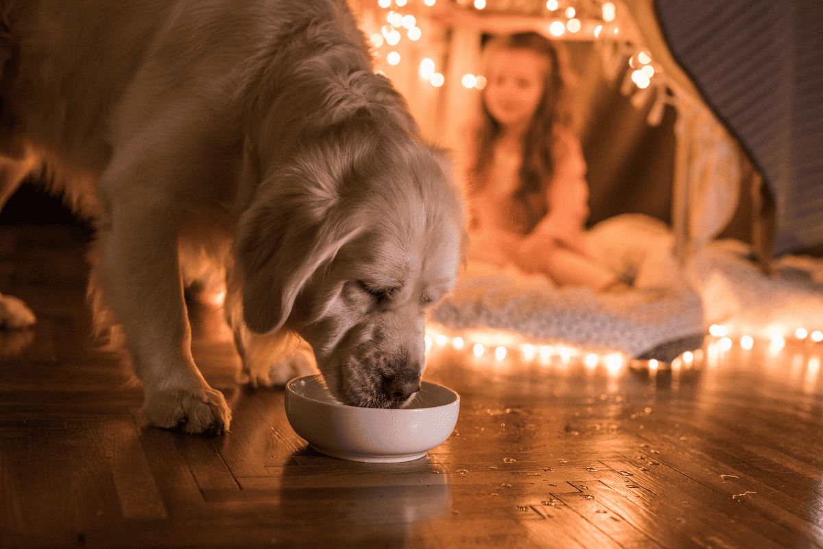 Hund trinkt nachts viel Normal oder Erkrankung? (Antwort)