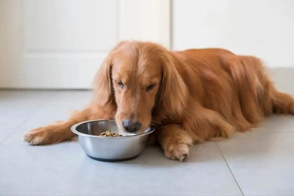 Hund zittert nach dem Fressen: Mögliche Ursachen