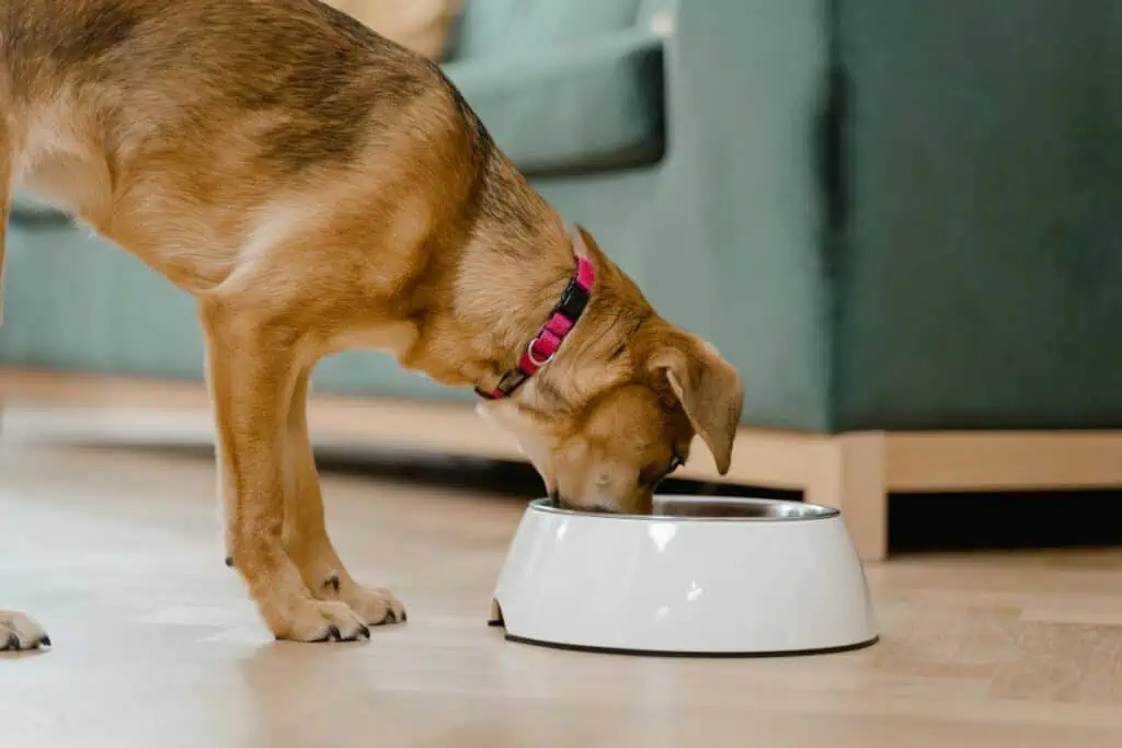 Dürfen Hunde Kidneybohnen essen?