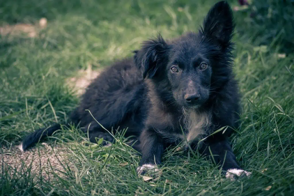 Weitere weibliche kroatische Hundenamen für Hündinnen
