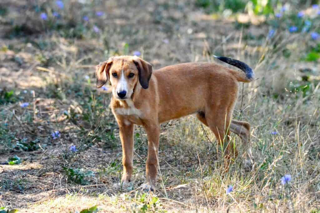 Weitere männliche kroatische Hundenamen für Rüden