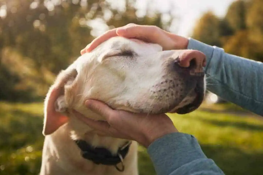 Gibt es für Hundeanfänger Tipps für die Erziehung eines Labradors?