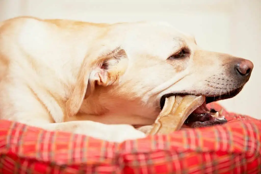 Kann ein Kauknochen im Magen eines Hundes stecken bleiben?