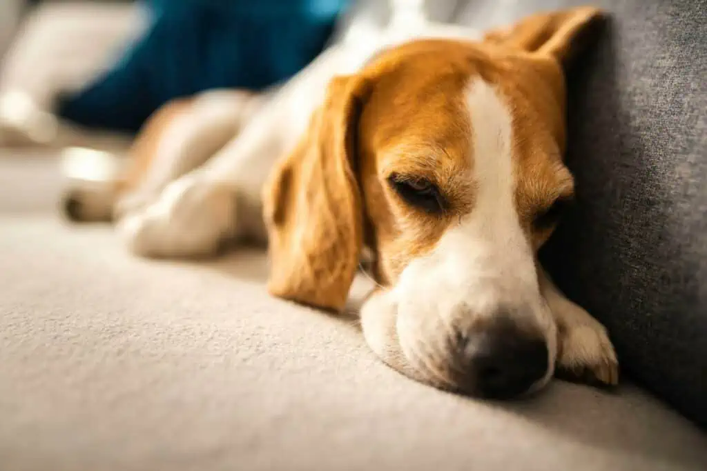Welche Risiken gibt es, wenn ein Hund Spareribs-Knochen isst?