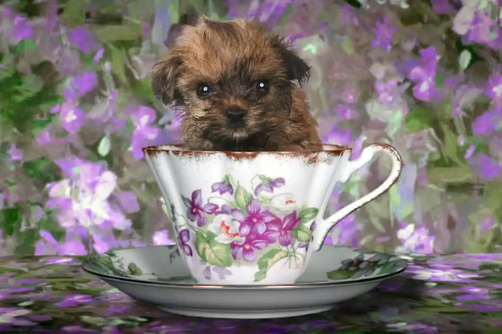 Sind Teacup-Hunde eine Qualzucht?