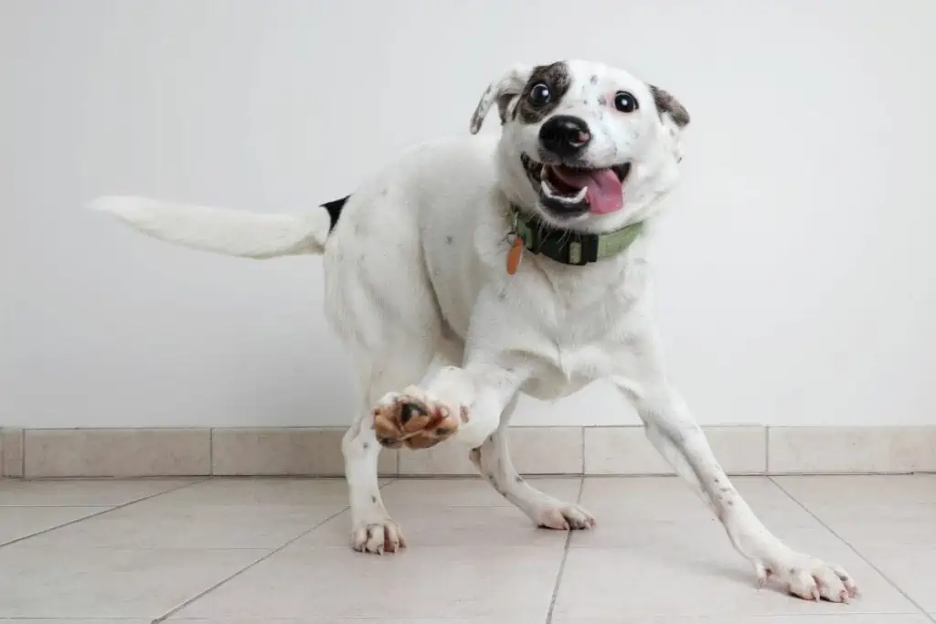 Welche Wirkung hat Traubenzucker für Hunde?
