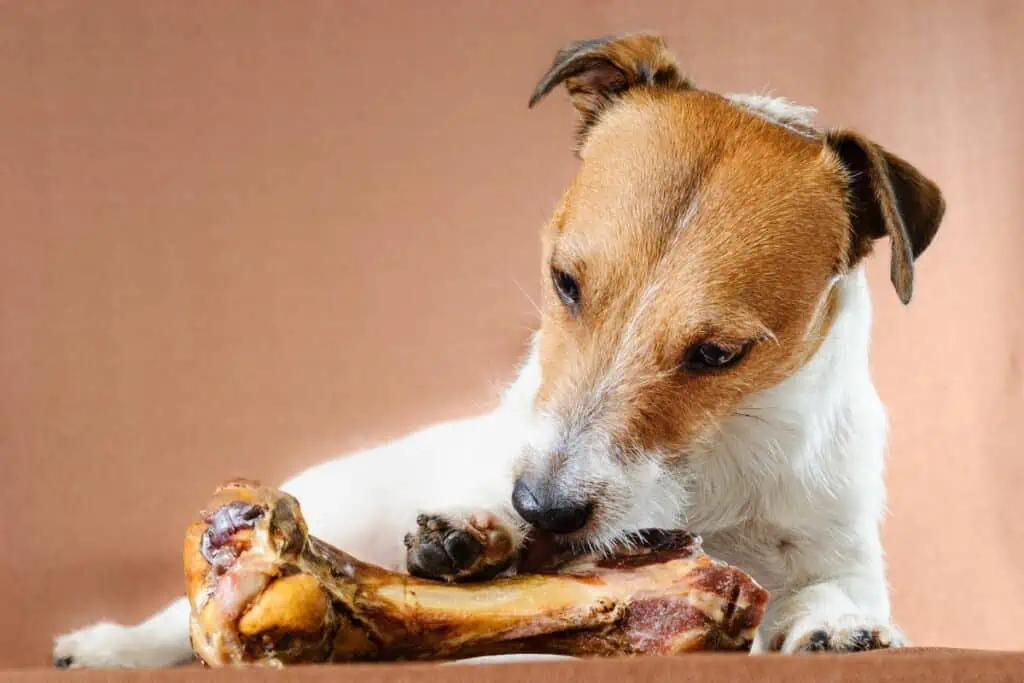 Wie lange dauert die Verdauungszeit von Knochen bei Hunden?