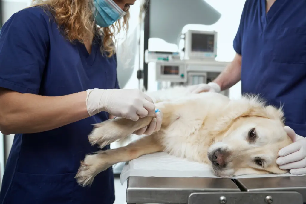 wie lange dauert ein schock bei hunden