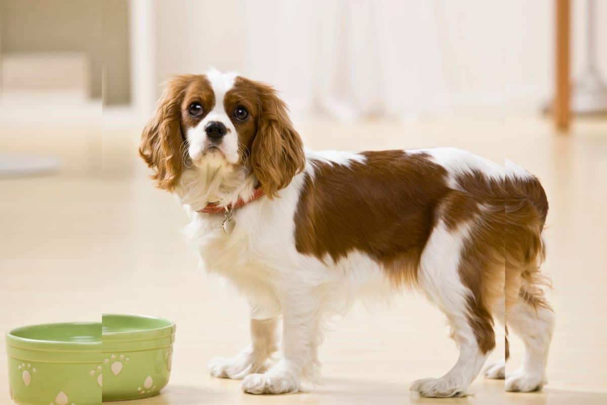 Hund frisst nicht aus dem Napf Das steckt dahinter!