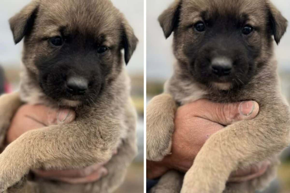 Cheriswelry Hundeperlen Handgemacht – Süße Welpen-Glasperlen Zum Basteln