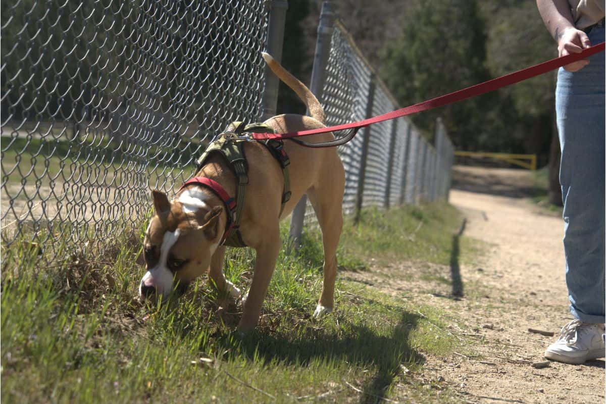 Ab wann müssen Hunde nur noch 3x raus? Die wichtige