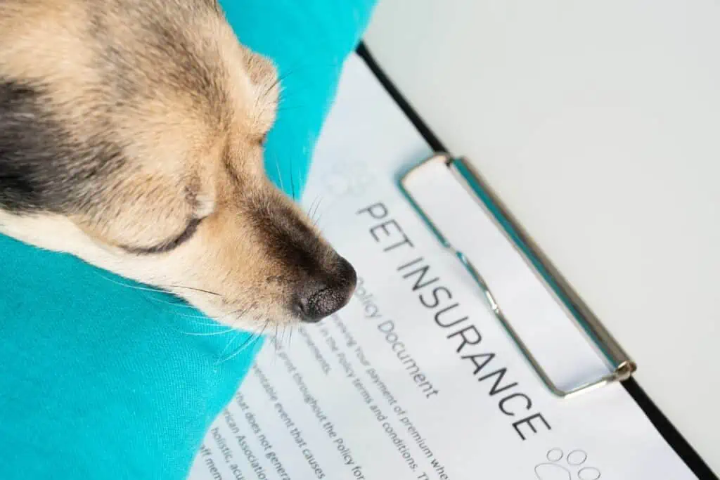 Übernimmt die Hundekrankenversicherung die Kosten für eine Abtreibungsspritze?