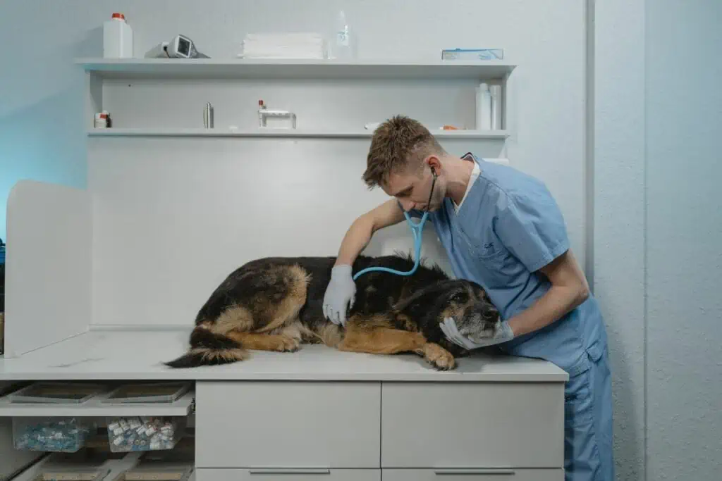 Welche Behandlungsmöglichkeiten gibt es beim Tierarzt?