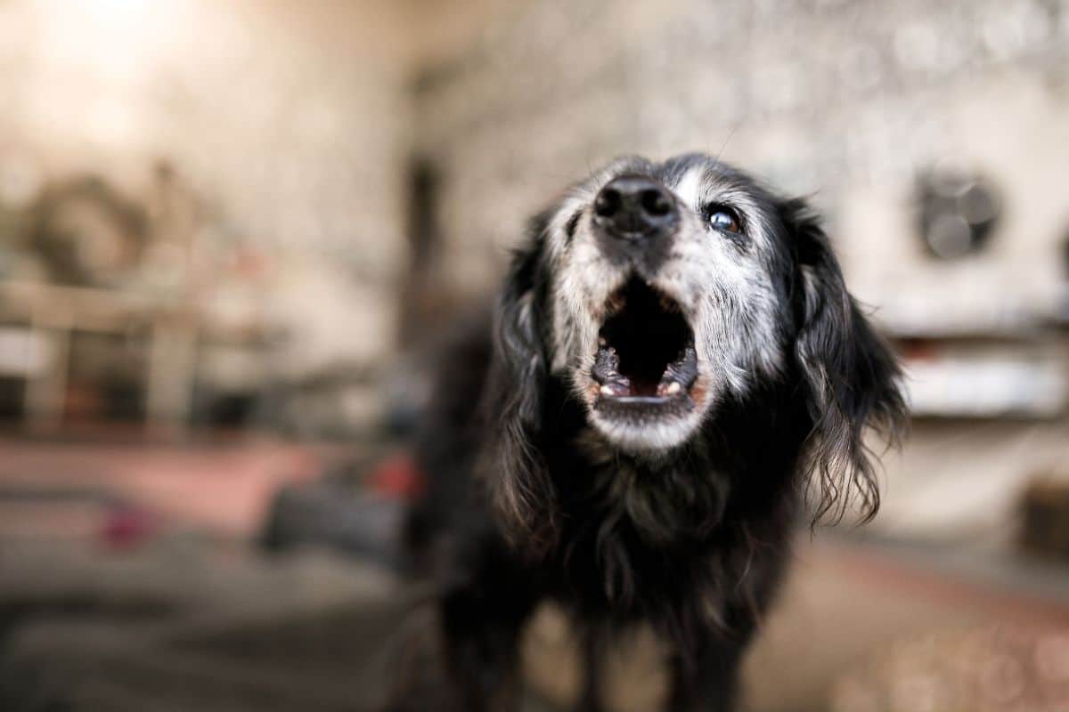 Alter Hund bellt heiser 4 Gründe & Erste Hilfe