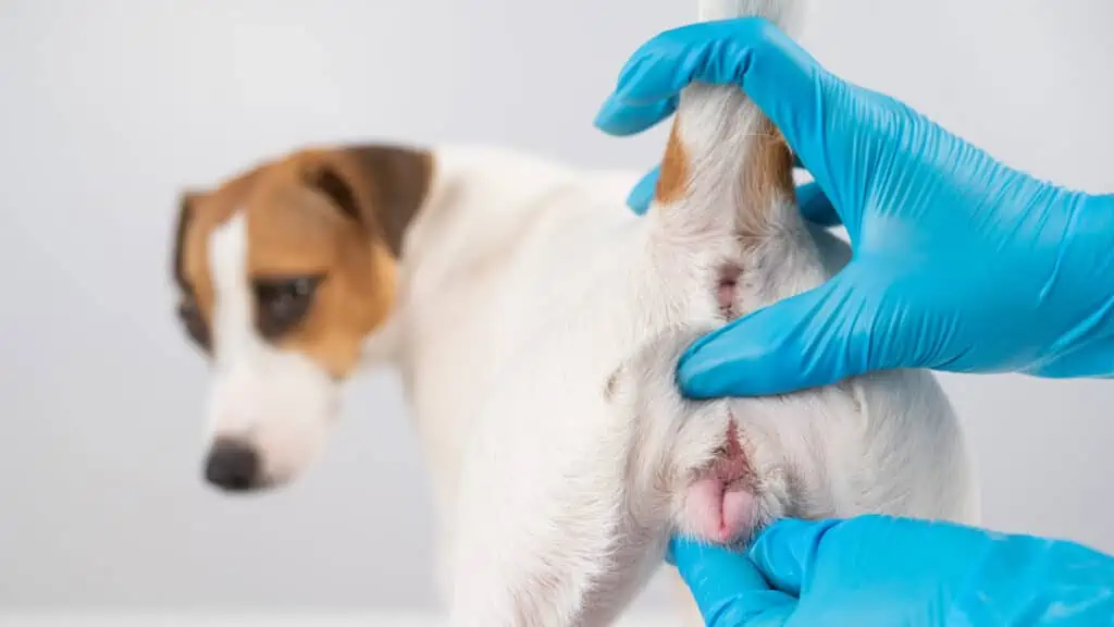 Was sind typische Symptome von Analdrüsenkrebs beim Hund?