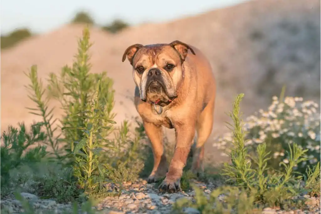 Ist der Continental Bulldog in Deutschland ein Listenhund?