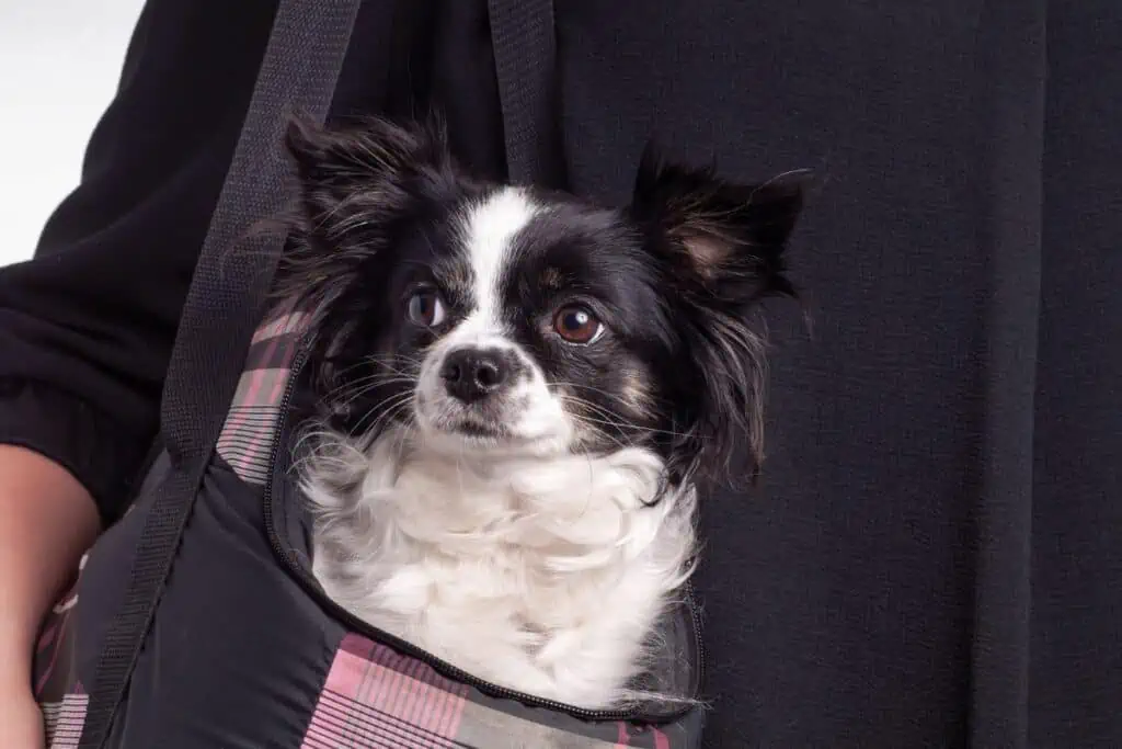 Sind Hunde in einer Tasche im Supermarkt erlaubt?