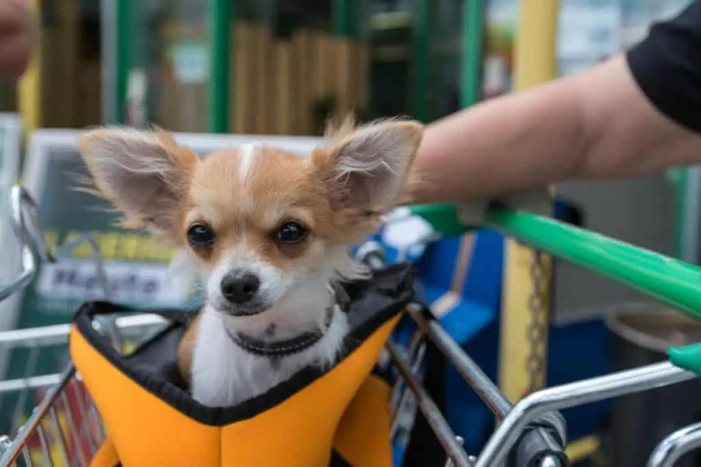 dürfen hunde in einer tasche in den supermarkt