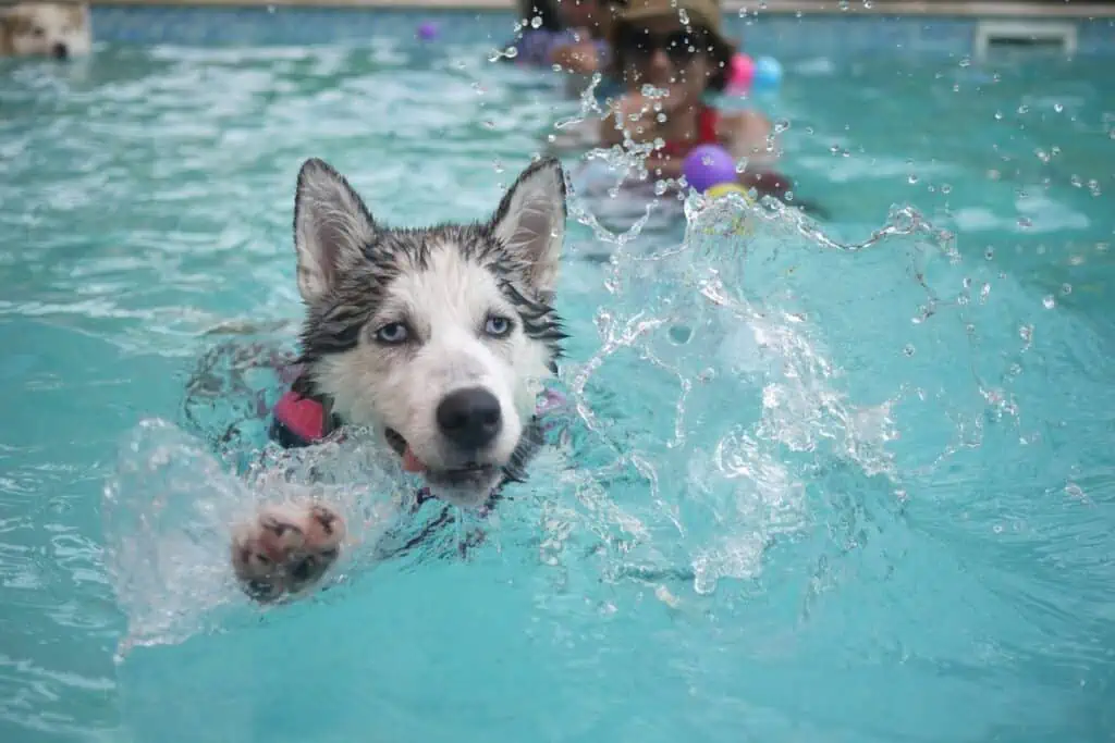 Gibt es spezielle Hundeschwimmtage im Freibad?