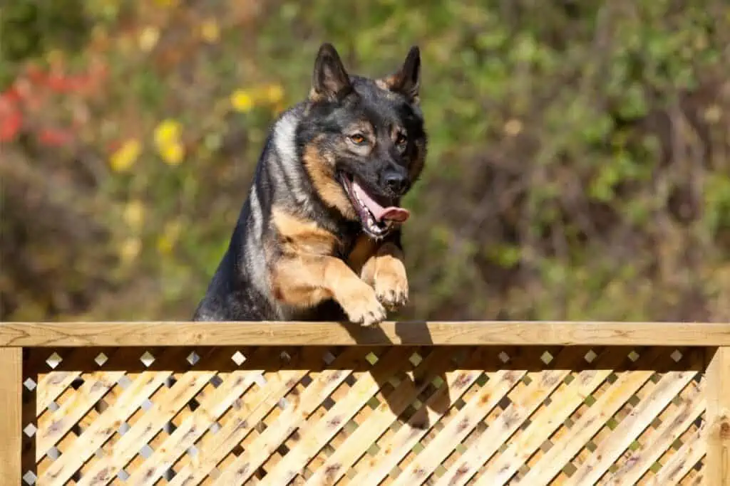 Was sind die Risiken bei freilaufenden Hunden auf Privatgrundstücken?
