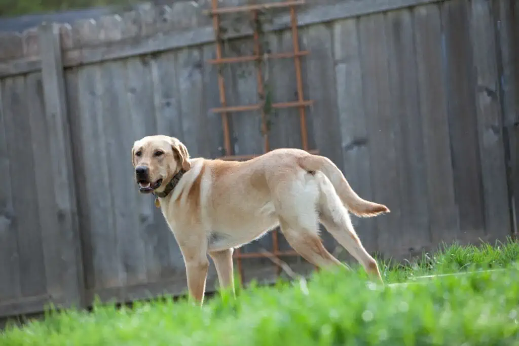 Welche Bestimmungen gelten für freilaufende Hunde auf Privatgrundstücken?