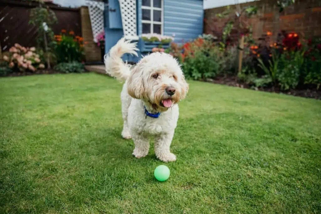 hund Auslauf nur im Garten