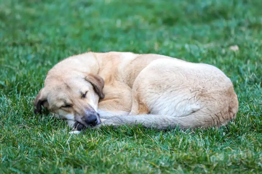 Wie erkenne ich, ob mein Hund friert, wenn er draußen schläft?