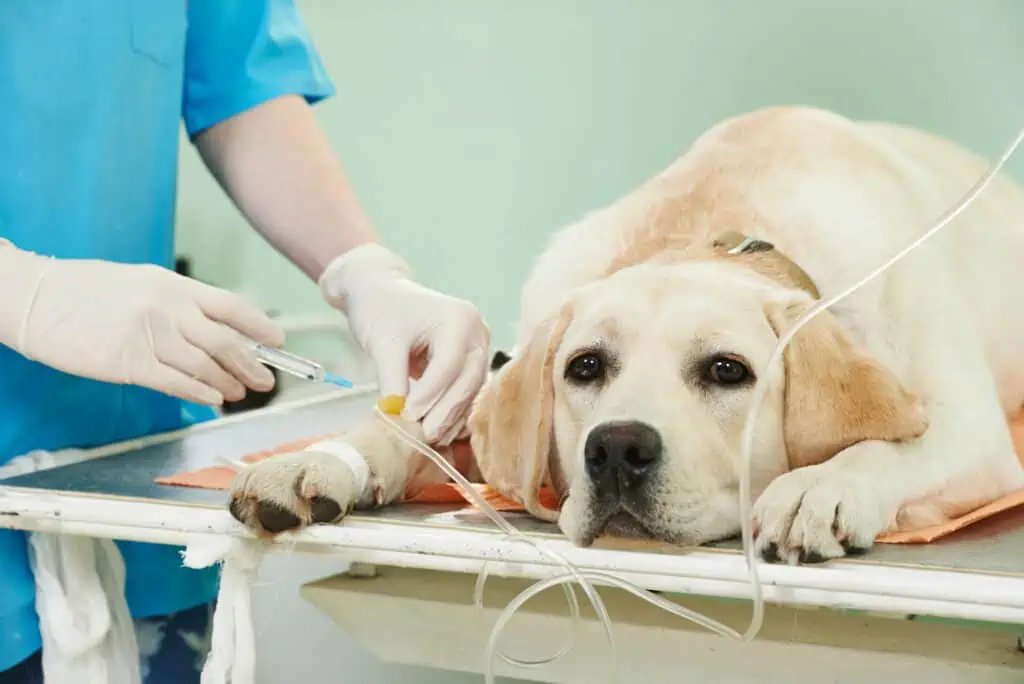 Sollte ich sofort zum Tierarzt gehen, wenn mein Hund Gallensteine erbricht?