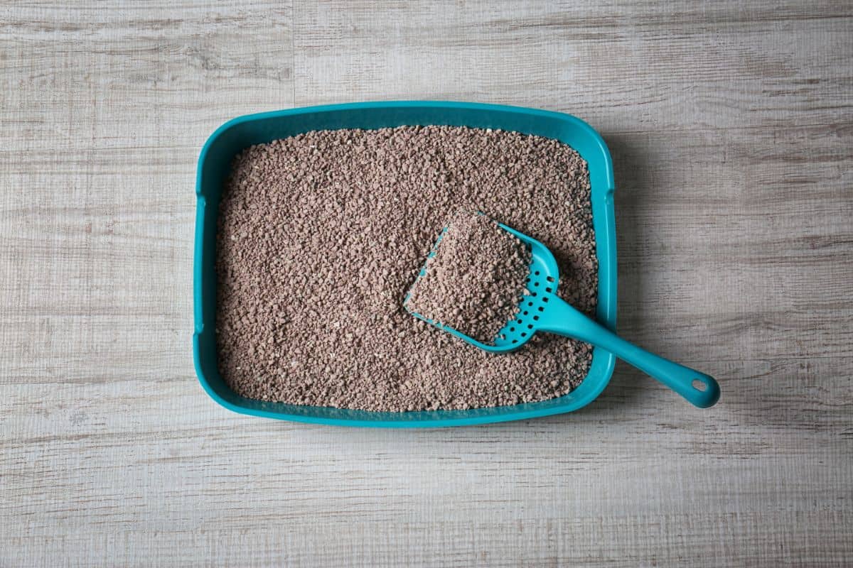 Hund frisst Katzenstreu: So riskant ist dieser Snack!
