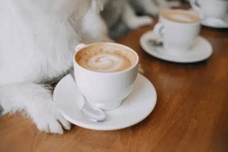 hund hat kaffee getrunken