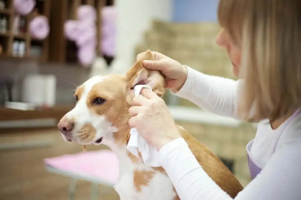 Was tun, wenn der Hund einen Knubbel am Ohr hat?