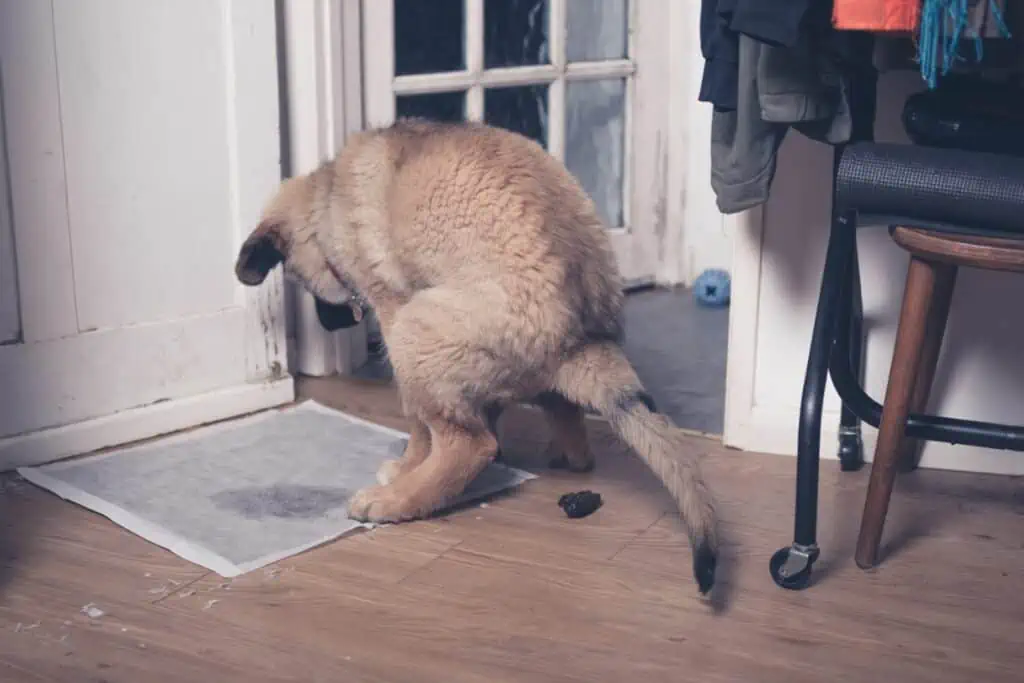 Hund kotet aus Protest in die Wohnung: Immer Protestverhalten?