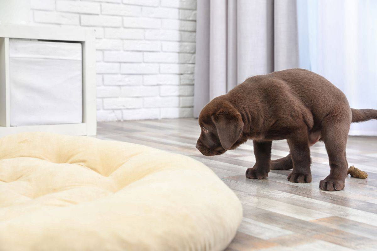 Hund kotet aus Protest in die Wohnung Das steckt dahinter!